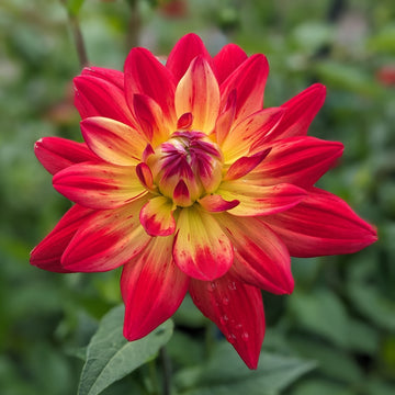 Dahlia Rainbow Silence