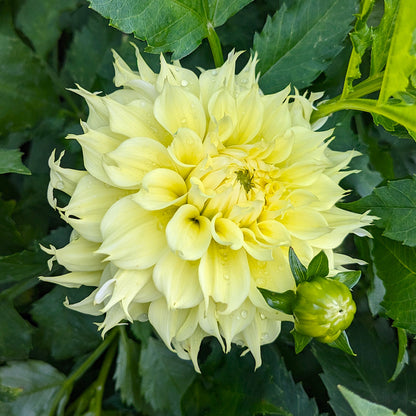 Dahlia - Big Guy Slice