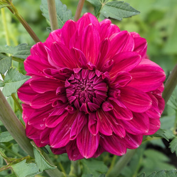 Dahlia Perch Hill