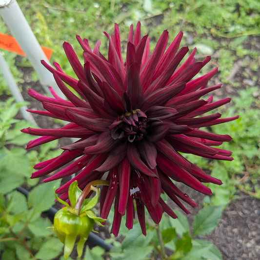 Dahlia Nuit  D’Été