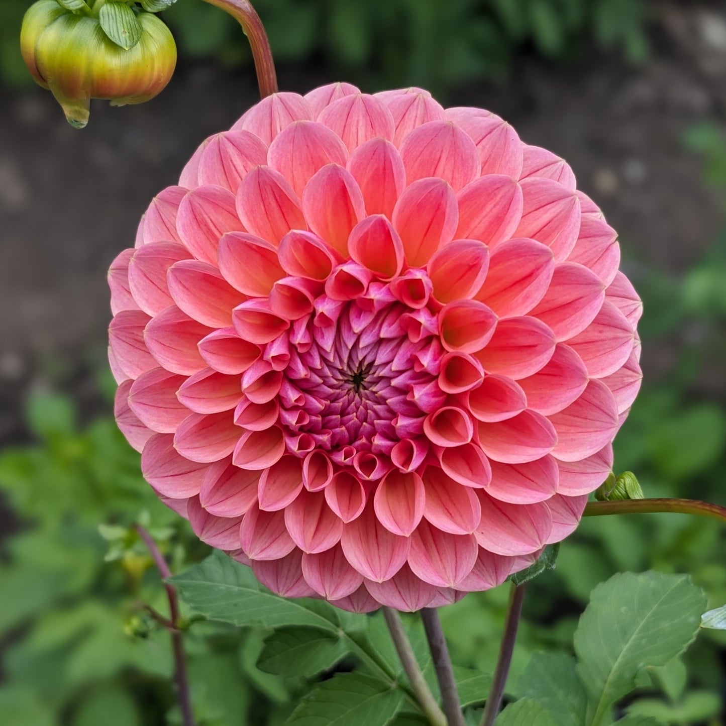 Dahlia Linda’s Baby