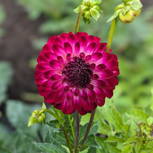 Dahlia Little Robert