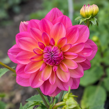 Dahlia Great Silence