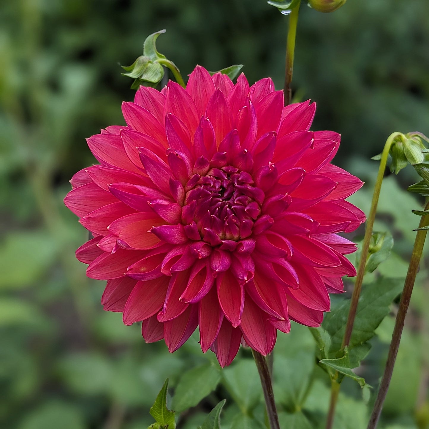 Dahlia - GF Smokey Summer