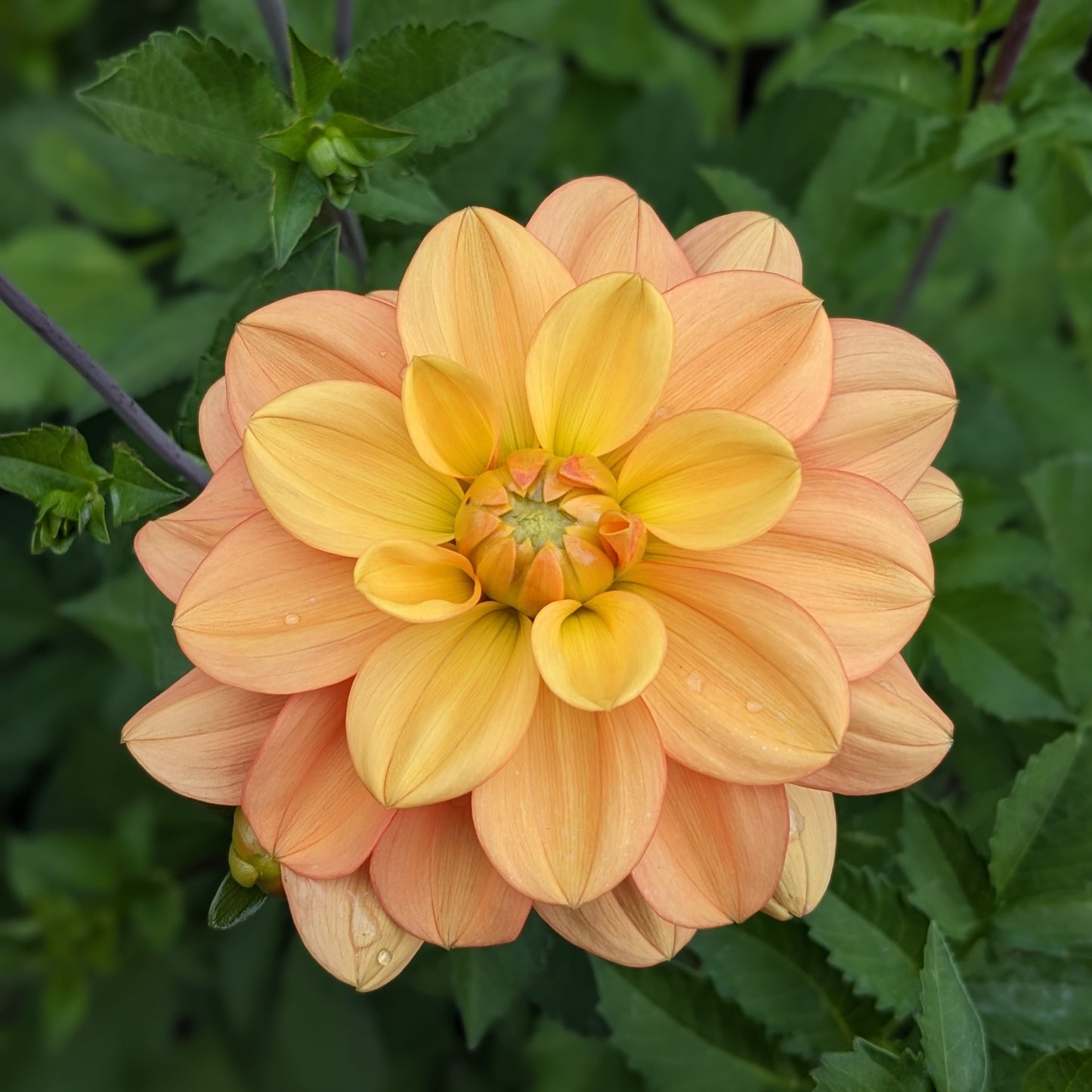 Dahlia Ginger Snap