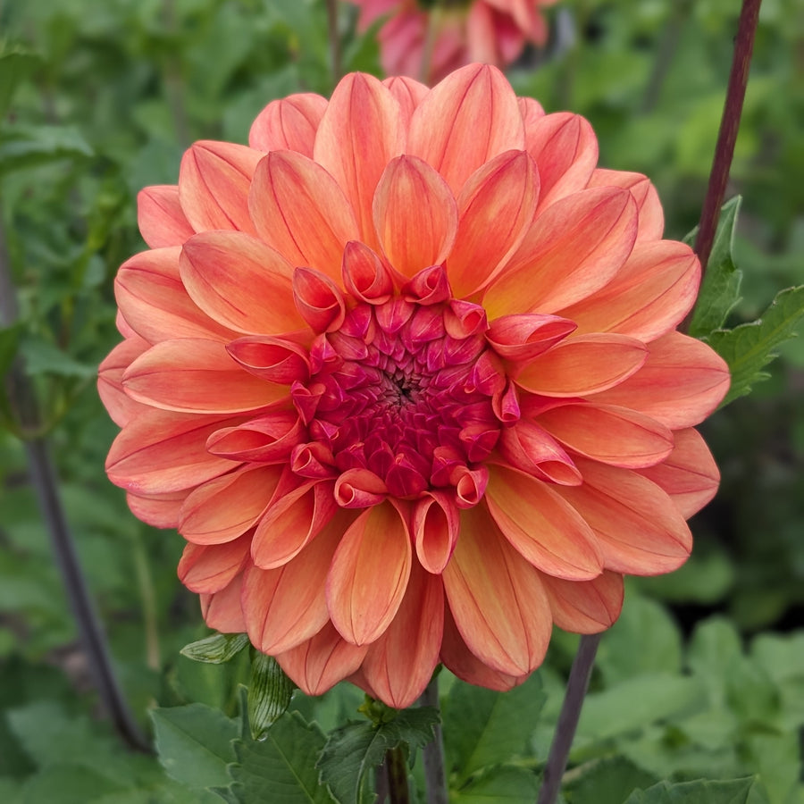 Dahlia Ferncliff Copper