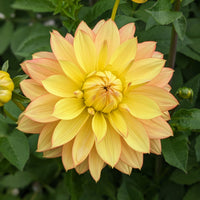 Dahlia Candlelight