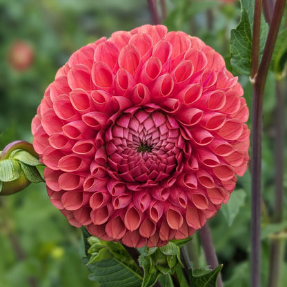 Dahlia - Cornel Bronze