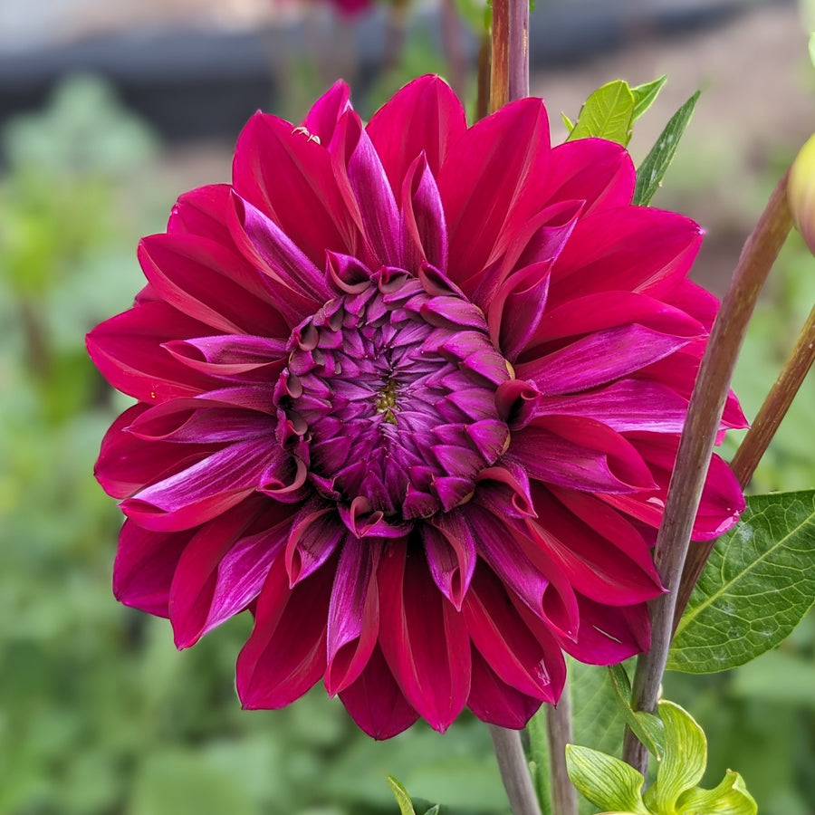 Dahlia Diva