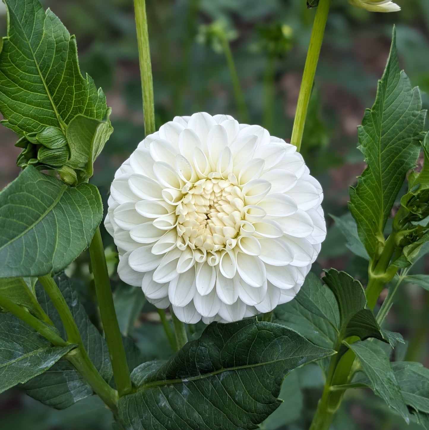 Dahlia Snowdrop