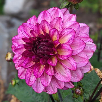 Dahlia Muchacha