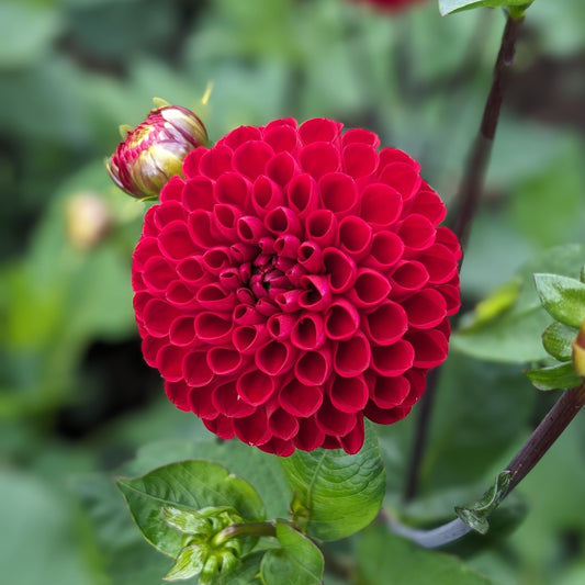 Dahlia Viking