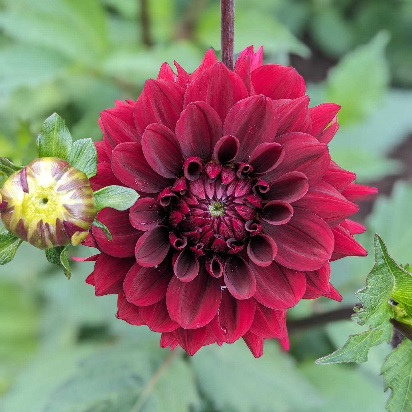 Dahlia Painted Black