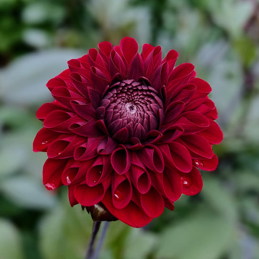 Dahlia Baccara