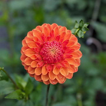 Dahlia Beatrice