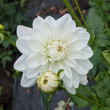 Dahlia Eternal Snow