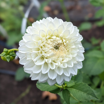 Dahlia - Ice Baby