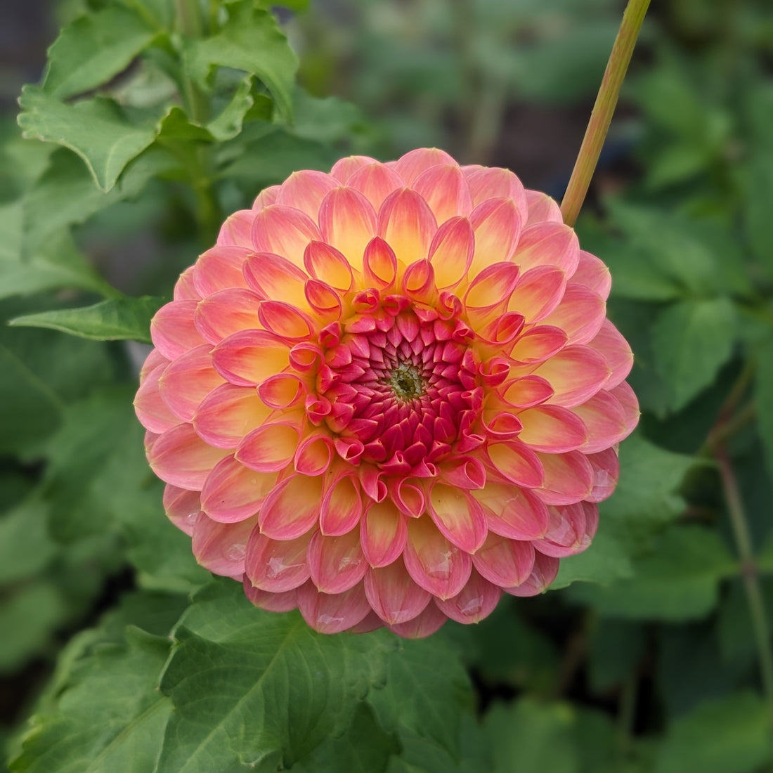 Dahlia Hillcrest Suffusion