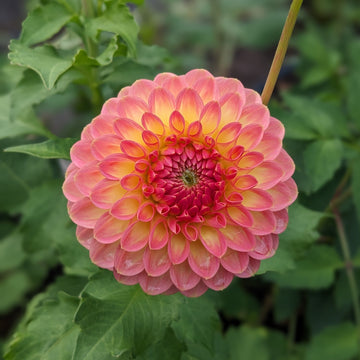 Dahlia Hillcrest Suffusion