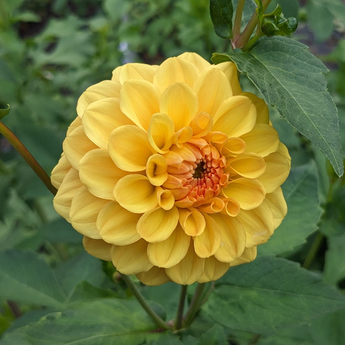 Dahlia Golden Sceptre