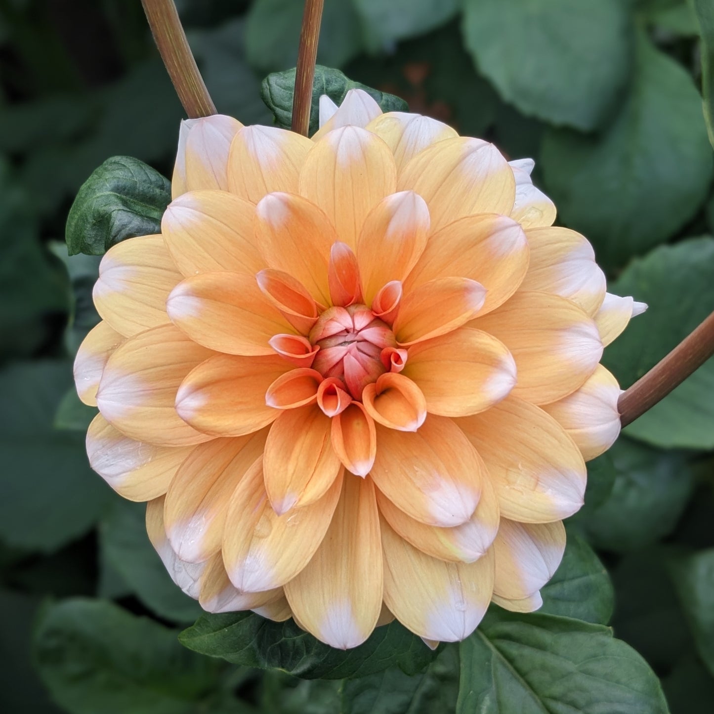 Dahlia Orange Perception