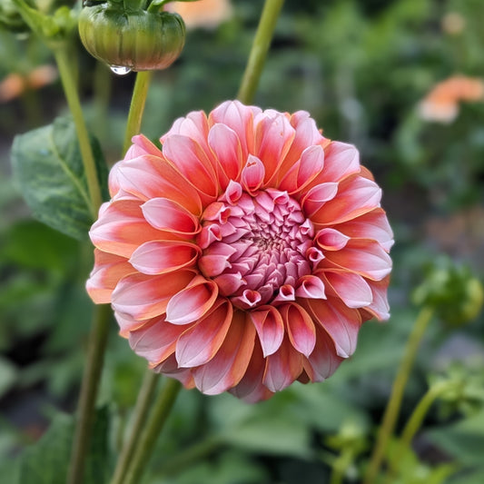 Dahlia Peaches