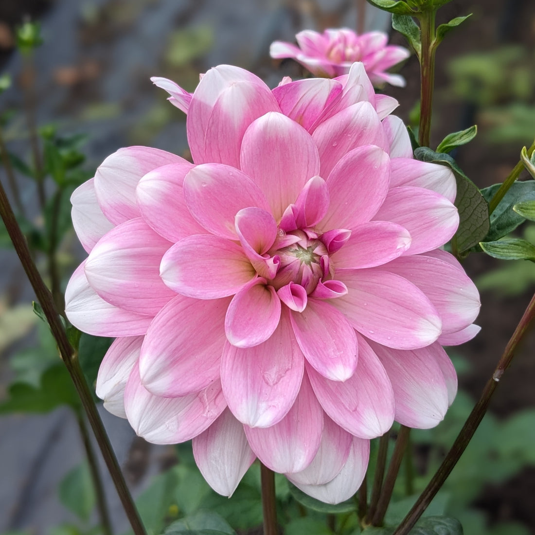 Dahlia Pink Perception