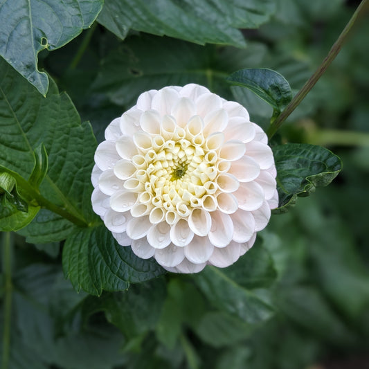 Dahlia White Wizard