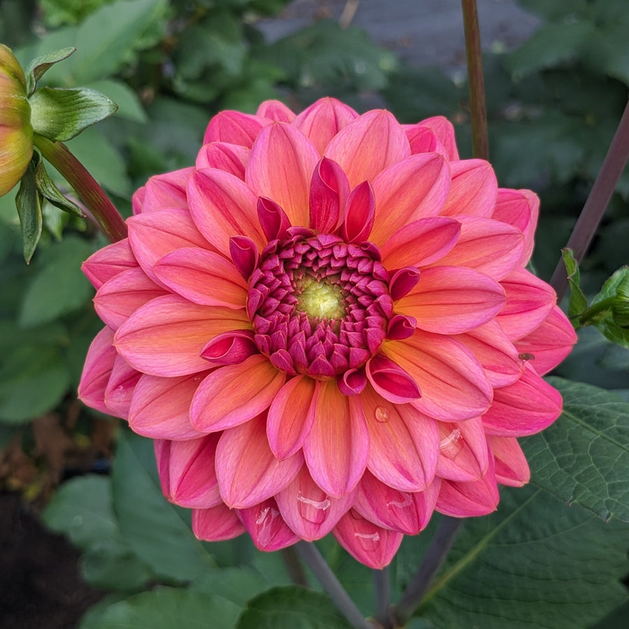 Dahlia Salmon Runner