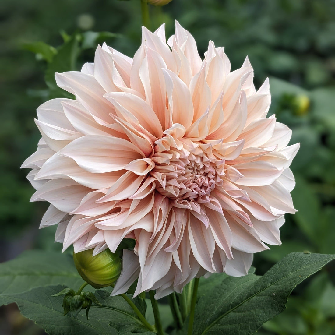 Dahlia Cafe Au Lait