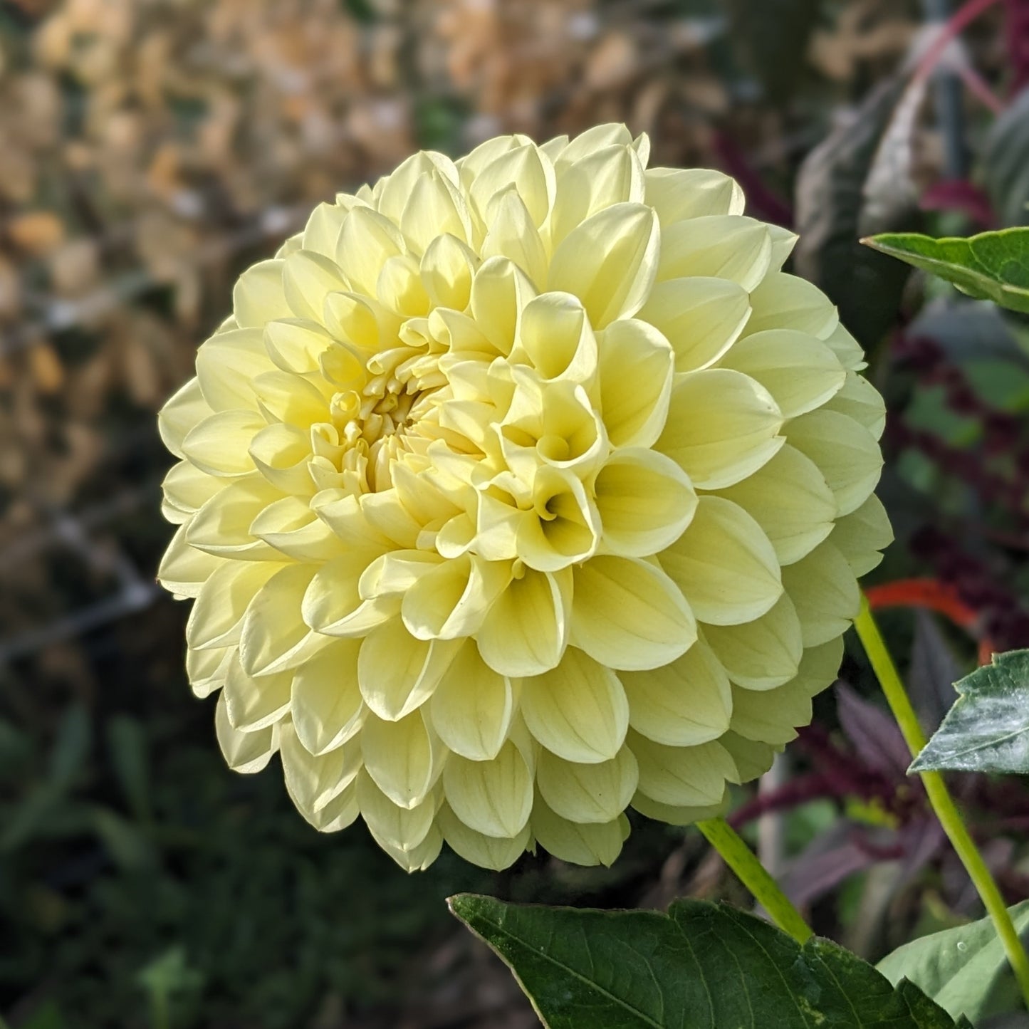 Dahlia Boom Boom Yellow