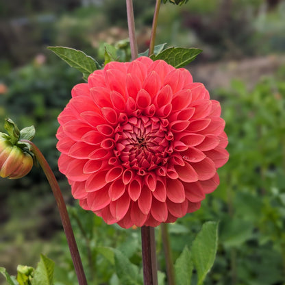 Dahlia - Camano Roo