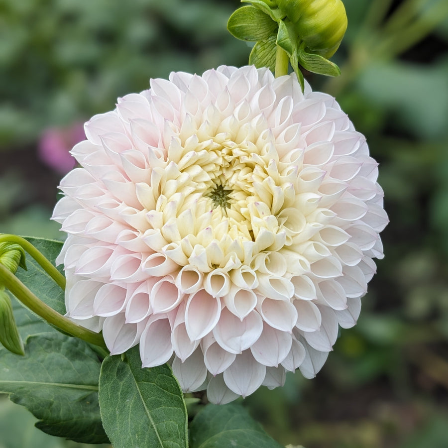 Dahlia Pink Pearl