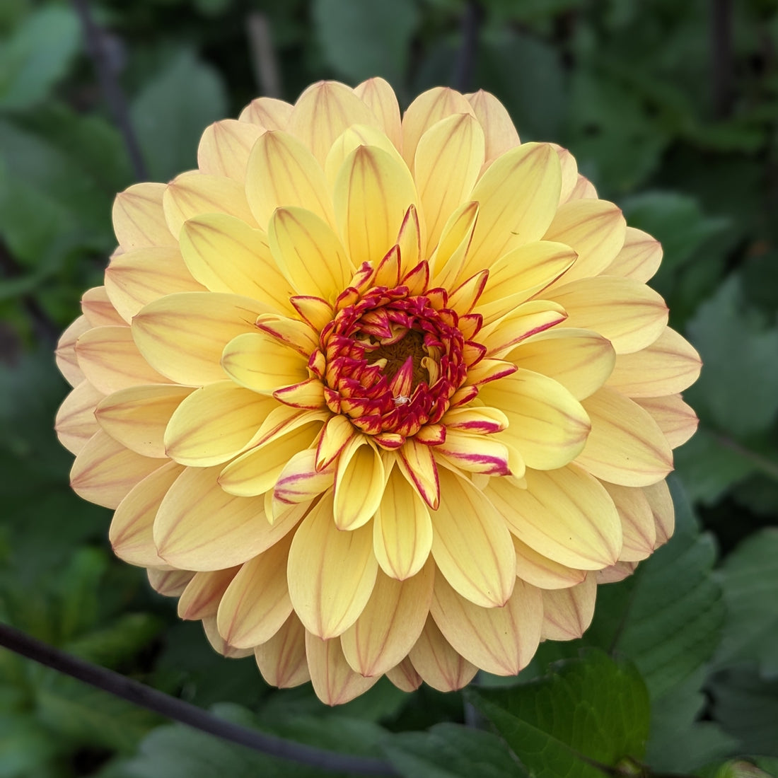 Dahlia Dear Alexander