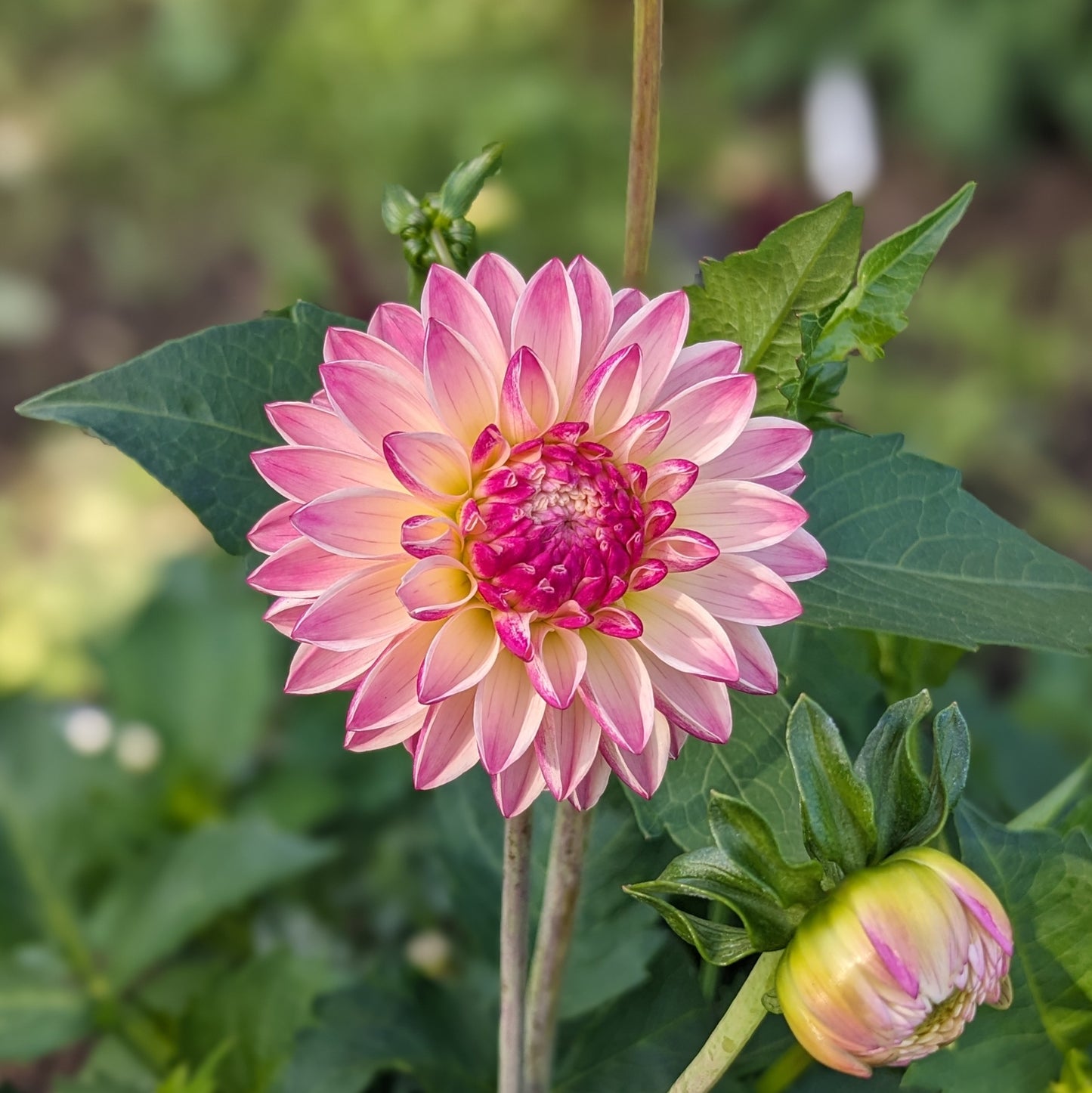 Dahlia Valley Porcupine