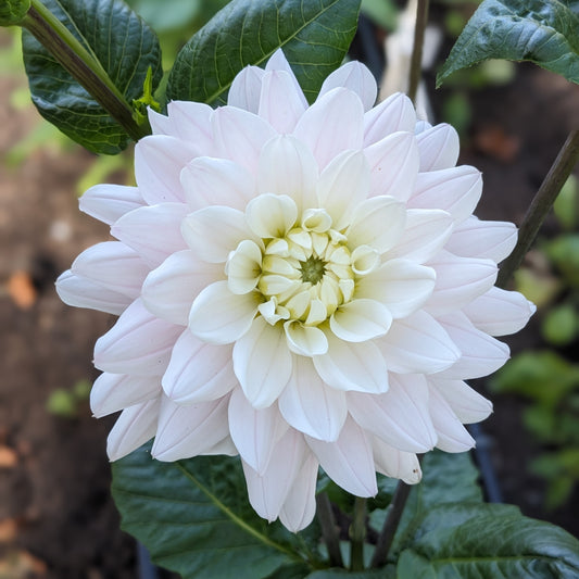 Dahlia - Silver Years