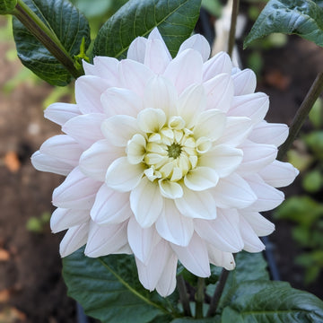 Dahlia Silver Years