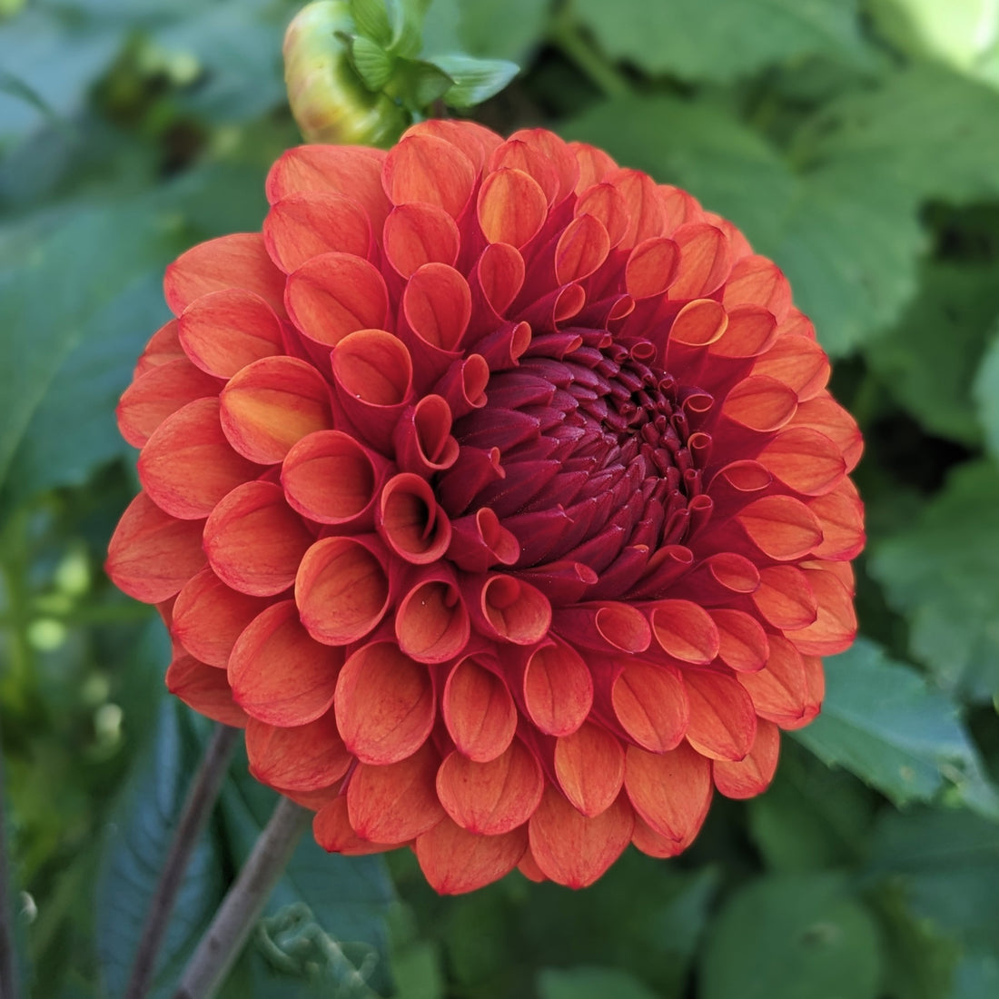 Dahlia Brown Sugar