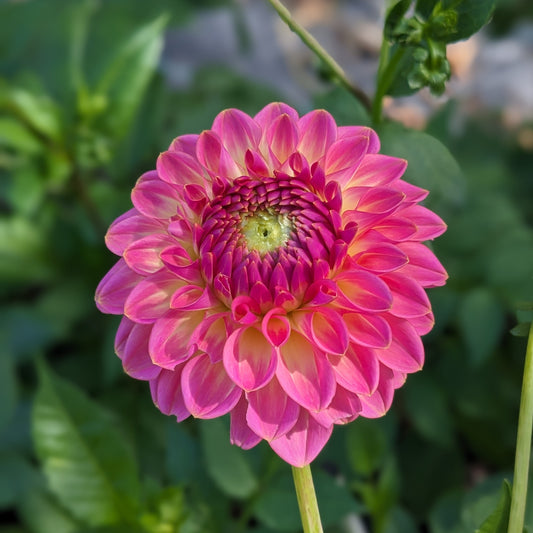 Dahlia Pink Suffusion