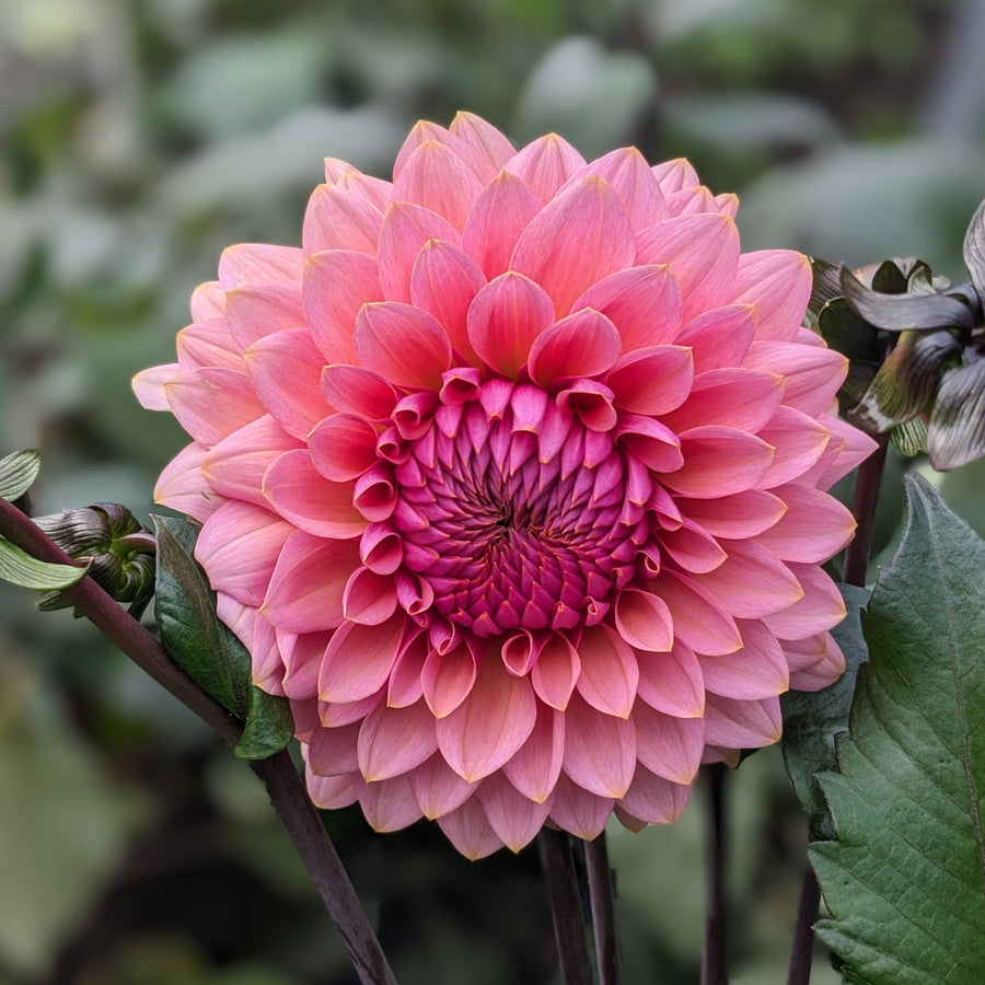 Dahlia Sweet Sanne