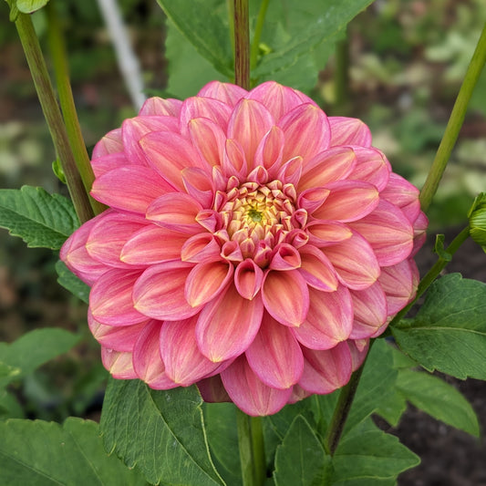 Dahlia Milena Fleur