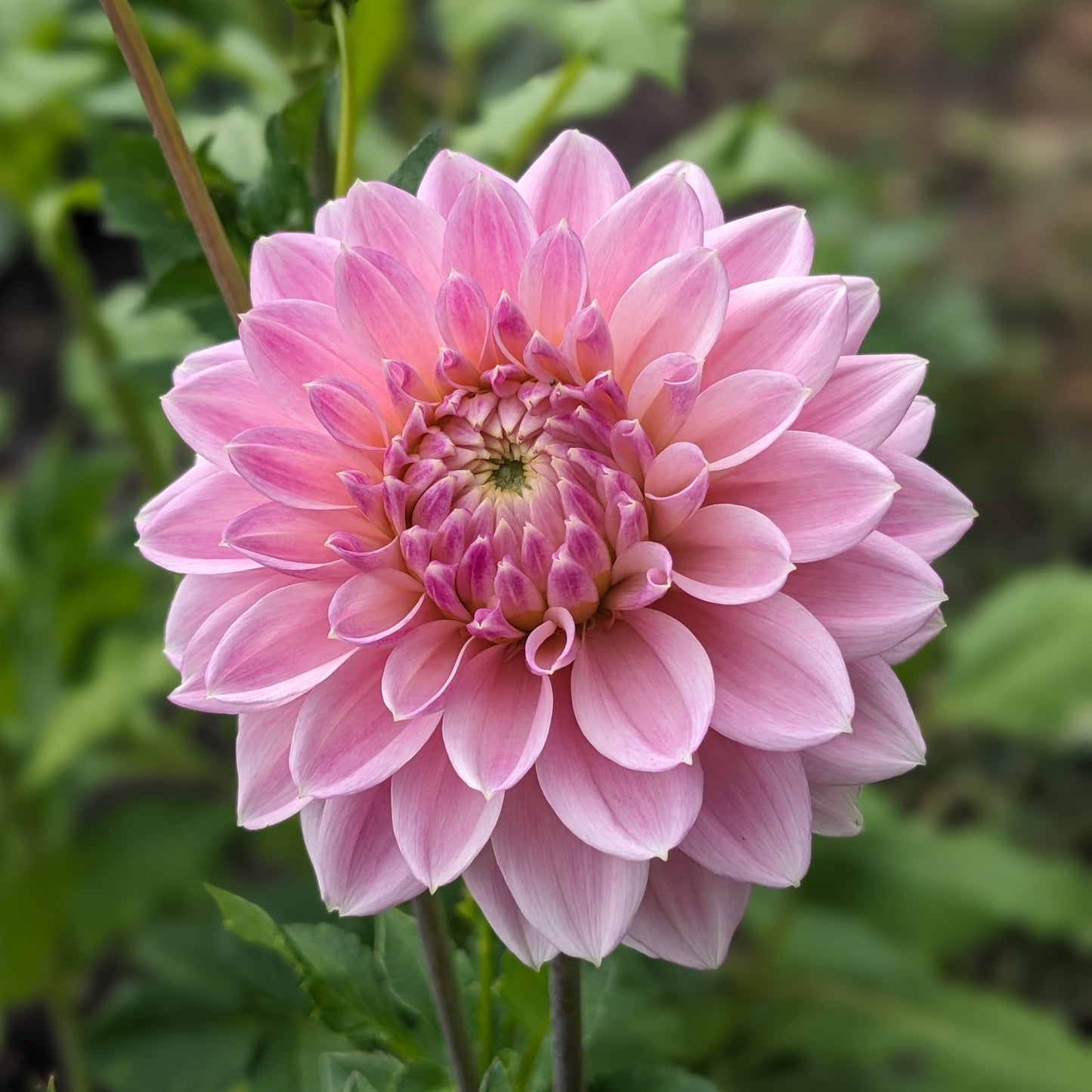 Dahlia Miss Sarah