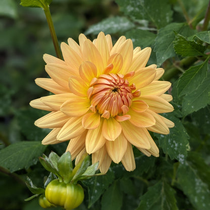 Dahlia - Hollyhill Jitterbug