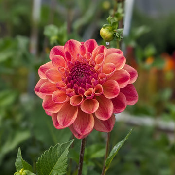 Dahlia Coseytown Penny