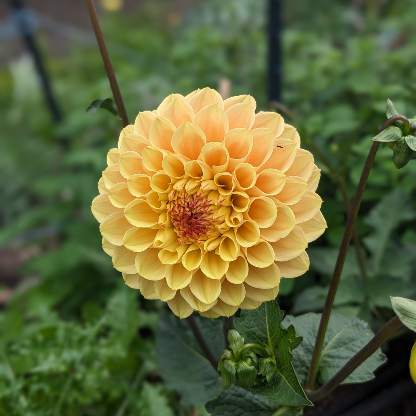 Dahlia Wine Eyed Jill