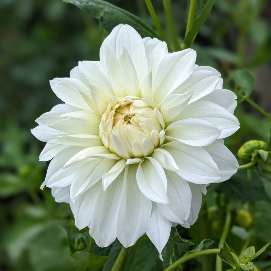 Dahlia Centre Court