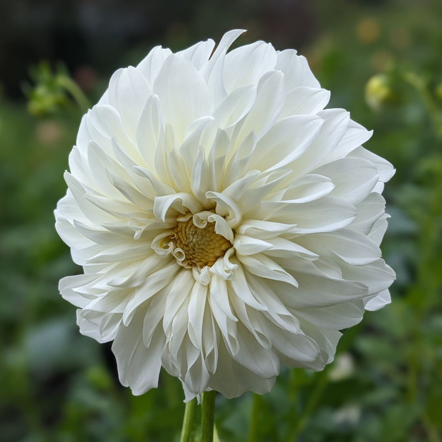 Dahlia Centre Court