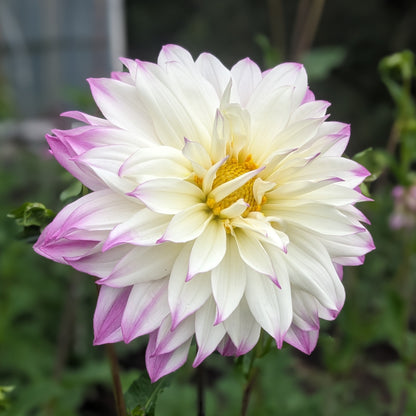 Dahlia - Ferncliff Illusion