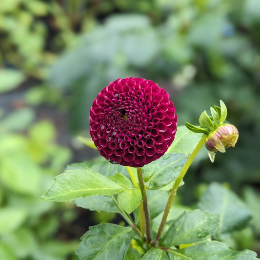 Dahlia - Moor Place