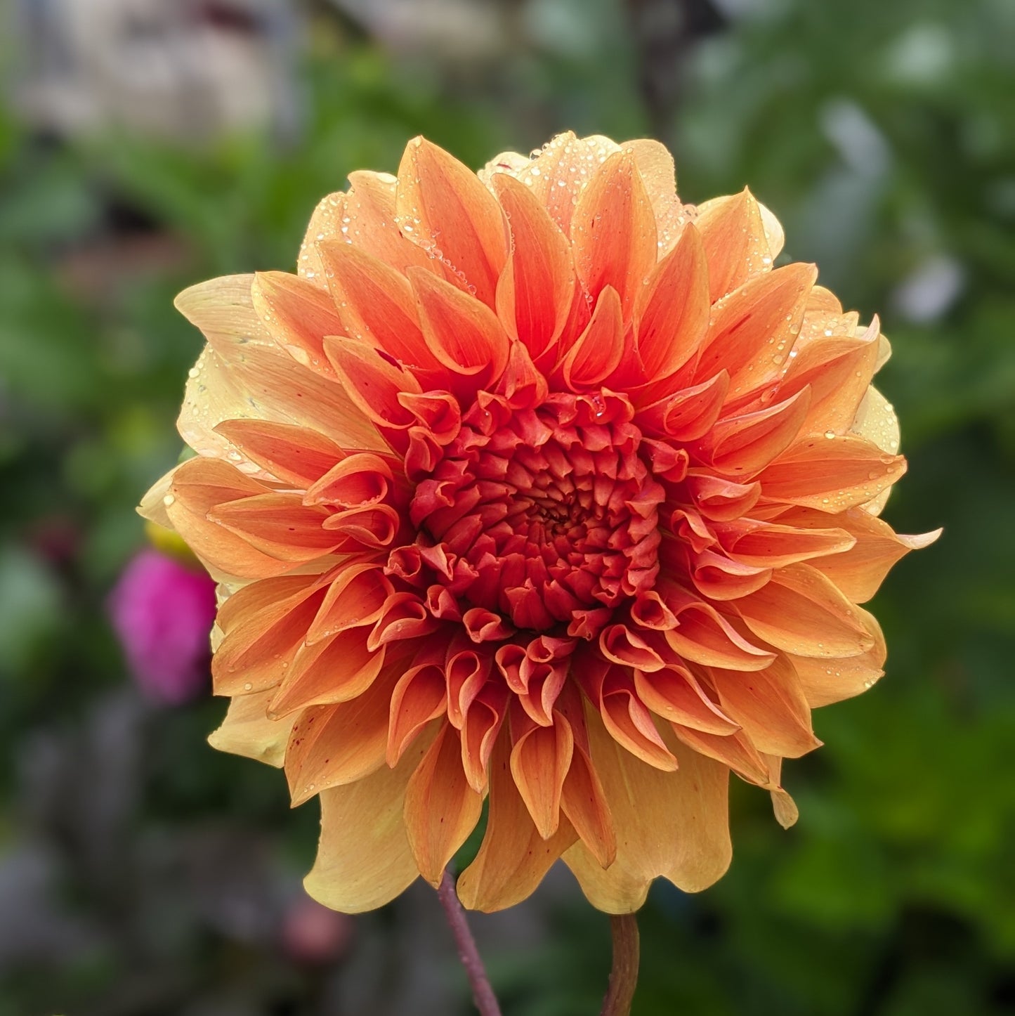 Dahlia JS Butterscotch